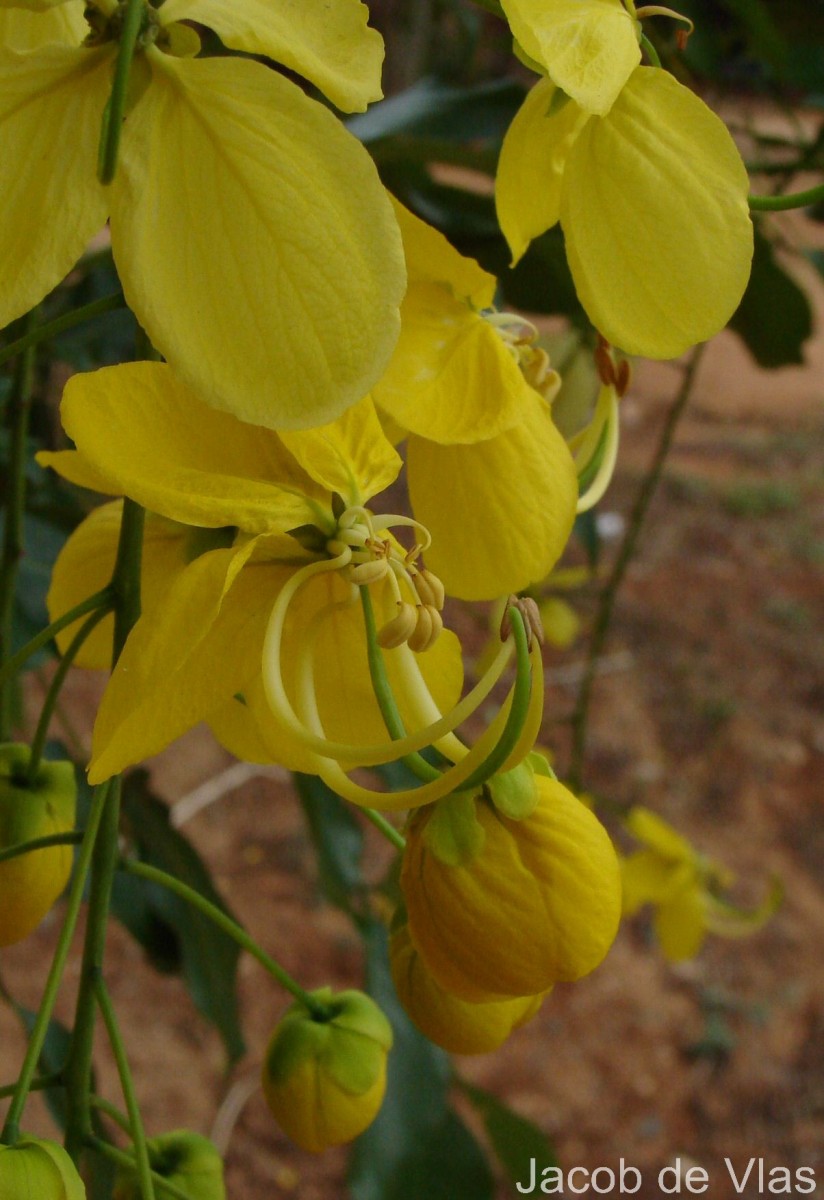 Cassia fistula L.